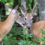 Deer Gossip
